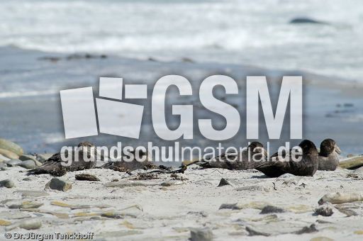 Riesensturmvogel (32 von 32).jpg